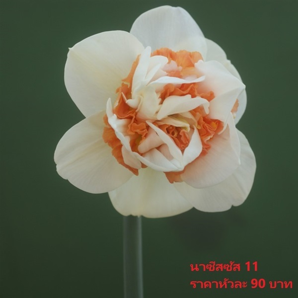 ดอกดารารัตน์ pink-paradise | Pmdflowerseeds - ด่านซ้าย เลย