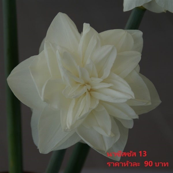 ดอกดารารัตน์ white-medal-reg | Pmdflowerseeds - ด่านซ้าย เลย