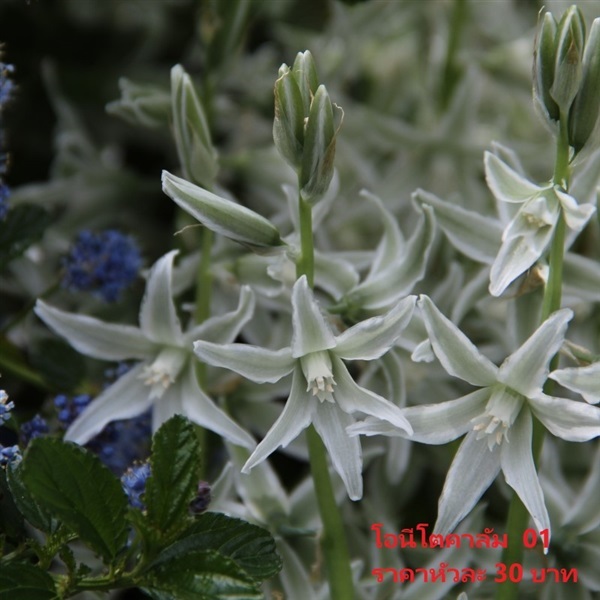 ornithogalum-nutans | Pmdflowerseeds - ด่านซ้าย เลย