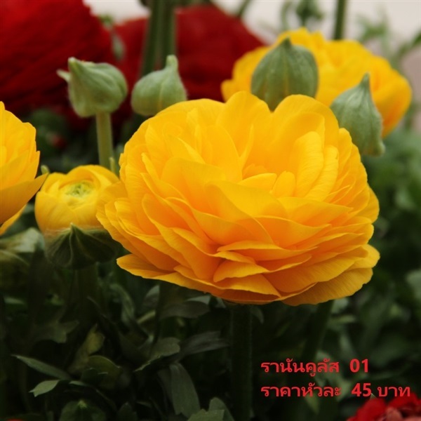 รานันคูลัส  asiaticus-aviv-geel | Pmdflowerseeds - ด่านซ้าย เลย