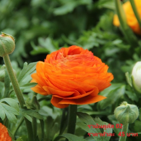 รานันคูลัส asiaticus-aviv-oranje | Pmdflowerseeds - ด่านซ้าย เลย