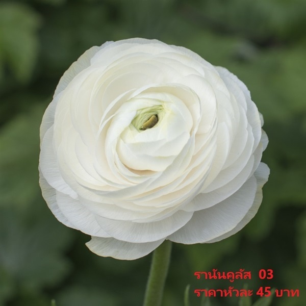 รานันคูลัส asiaticus-aviv-wit | Pmdflowerseeds - ด่านซ้าย เลย