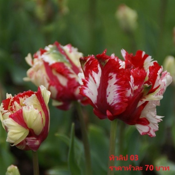 ทิวลิป estella-rijnveld | Pmdflowerseeds - ด่านซ้าย เลย
