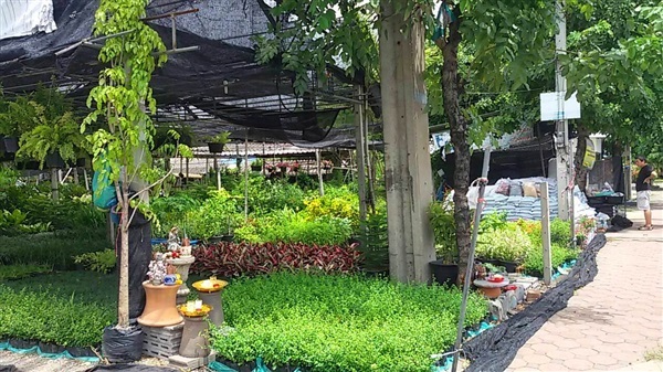 จัดสวน | สุวิมล ต้นไม้นานาพันธุ์ - บางใหญ่ นนทบุรี