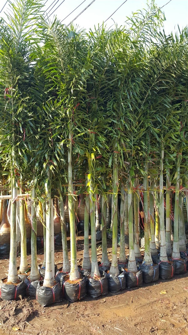 ฟอกเทลหางกระรอก | สุวิมล ต้นไม้นานาพันธุ์ - บางใหญ่ นนทบุรี