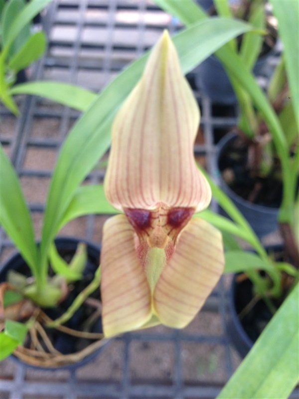 กล้วยไม้ Trigonidium egertonianum | thailandshome orchid and more - สันทราย เชียงใหม่