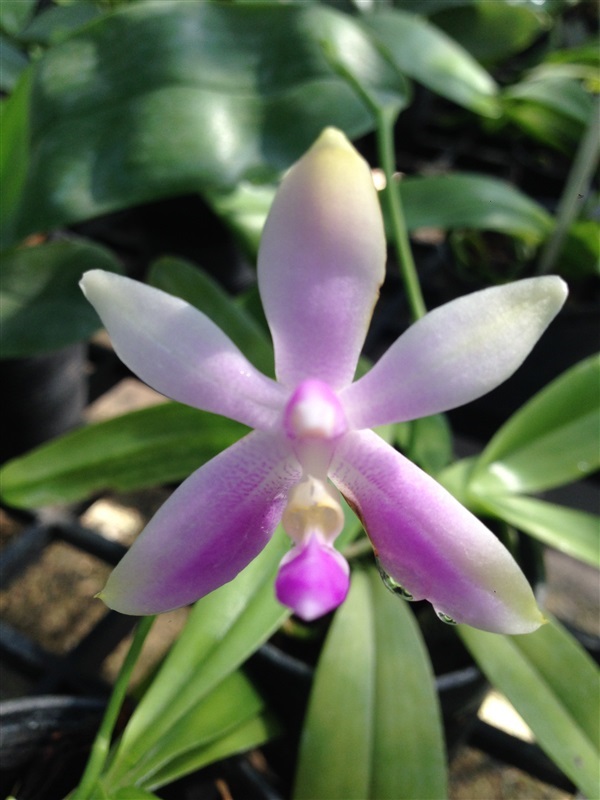 กล้วยไม้ Phalaenopsis violacea var. mentawai