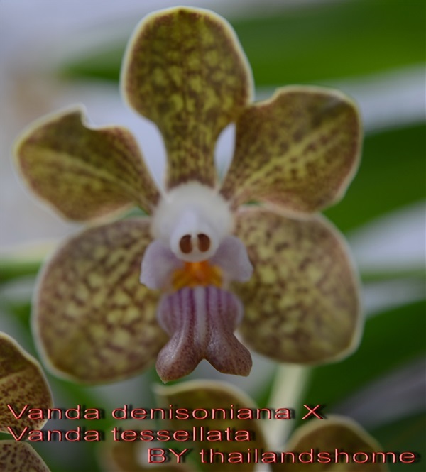 กล้วยไม้ Vanda denisoniana X Vanda tessellata