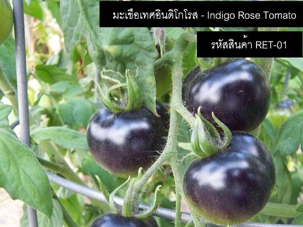 เมล็ดพันธุ์มะเขือเทศอินดิโกโรส(จำหน่ายเมล็ดพันธุ์นำเข้าคุณภา | thailandseedshop - เมืองสมุทรปราการ สมุทรปราการ