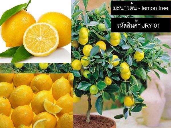 เมล็ดพันธุ์มะนาวต้น | thailandseedshop - เมืองสมุทรปราการ สมุทรปราการ