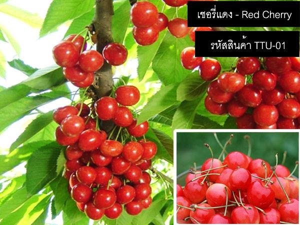 เมล็ดพันธุ์เชอรี่แดง(จำหน่ายเมล็ดพันธุ์นำเข้าคุณภาพดี)