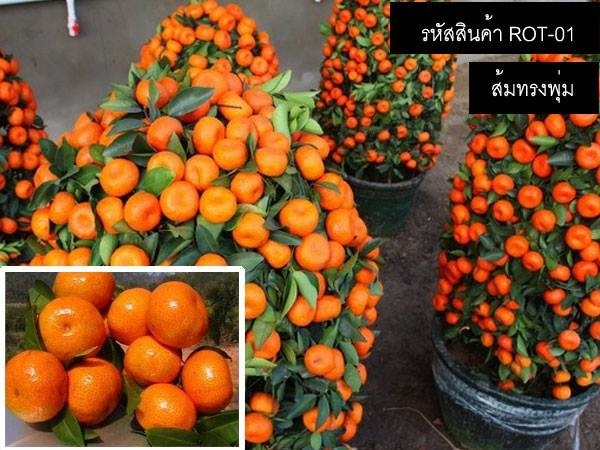 เมล็ดพันธุ์ส้มทรงพุ่ม(จำหน่ายเมล็ดพันธุ์นำเข้าคุณภาพดี)