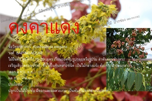 คงคาแดง | นิสิตพันธุ์ไม้ - ปากช่อง นครราชสีมา