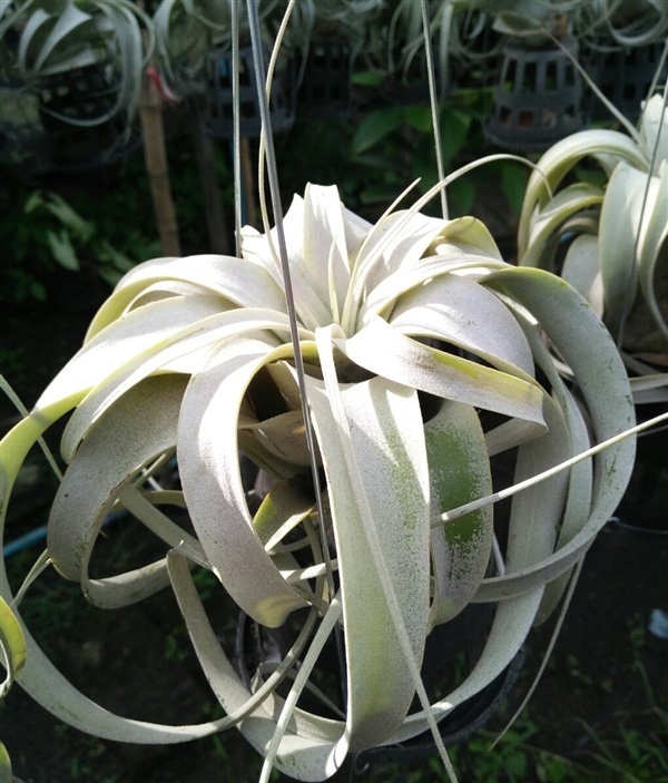 T.Xerographica | สวนคุณเล็กพันธุ์ไม้ - นครชัยศรี นครปฐม