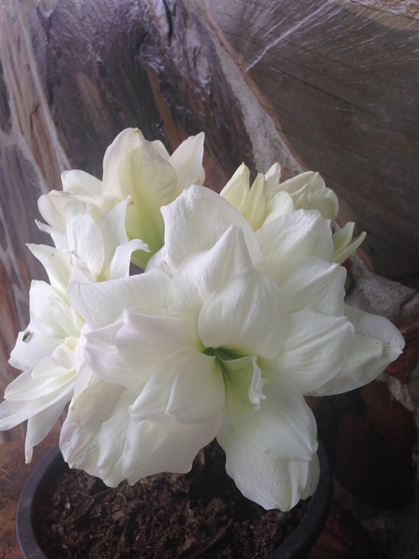 Mini white Amarylliss  | Nattyflowers - เจริญศิลป์ สกลนคร
