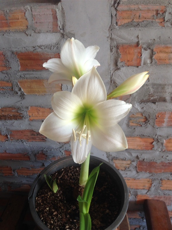 White garden Amarylliss  | Nattyflowers - เจริญศิลป์ สกลนคร