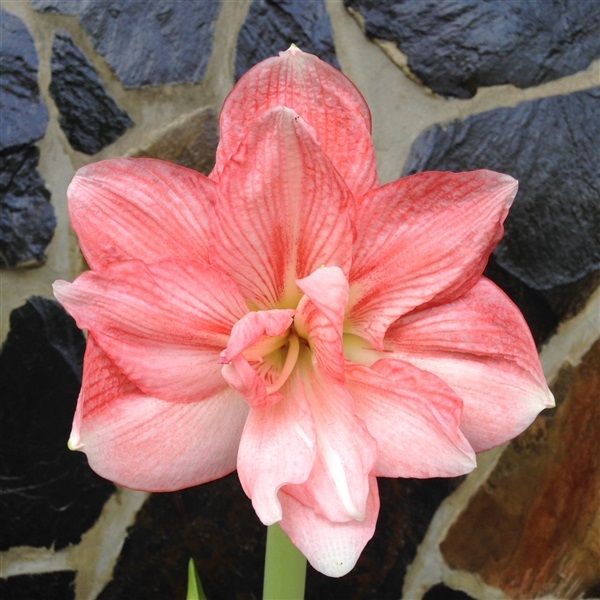 Mini pink Amarylliss | Nattyflowers - เจริญศิลป์ สกลนคร