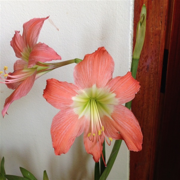 Punicuem Amarylliss  | Nattyflowers - เจริญศิลป์ สกลนคร