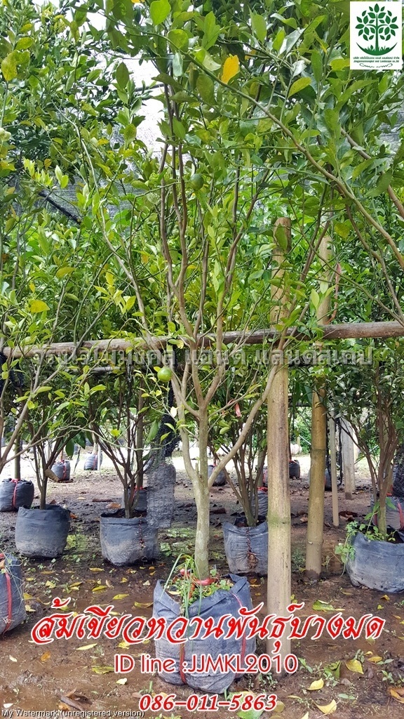 ขายต้นส้มเขียวหวาน ลำต้น2นิ้วสูง2เมตร | จริงใจไม้มงคล แอนด์ แลนด์สเคป - ลำลูกกา ปทุมธานี