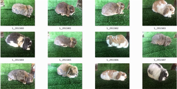 กระต่าย ฮอลแลนด์ HL กระต่ายหูตก | Rabbit seller  - เมืองนครปฐม นครปฐม