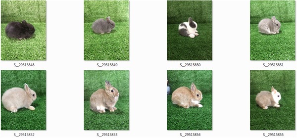 ขายกระต่าย ND กระต่ายแคระ | Rabbit seller  - เมืองนครปฐม นครปฐม