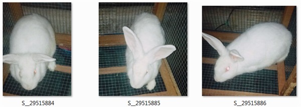 ขายกระต่าย นิวซีแลนด์ไวท์ | Rabbit seller  - เมืองนครปฐม นครปฐม