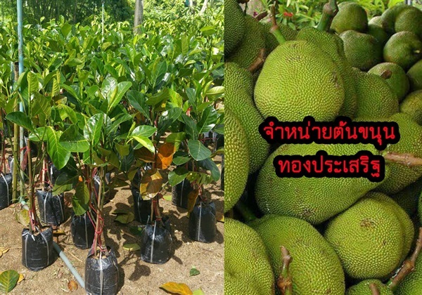 จำหน่ายต้นขนุนทองประเสริฐ ผลผลิตดก เนื้อขนุนหนา รสหวาน 