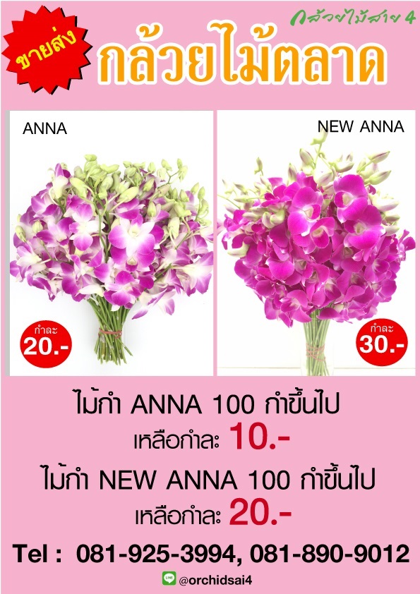 ขายส่ง กล้วยไม้กำ New Anna, Anna | บางกอกกรีน -  กรุงเทพมหานคร