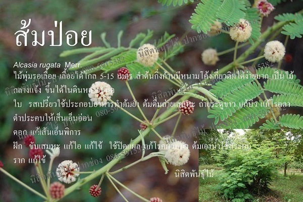 ส้มป่อย | นิสิตพันธุ์ไม้ - ปากช่อง นครราชสีมา