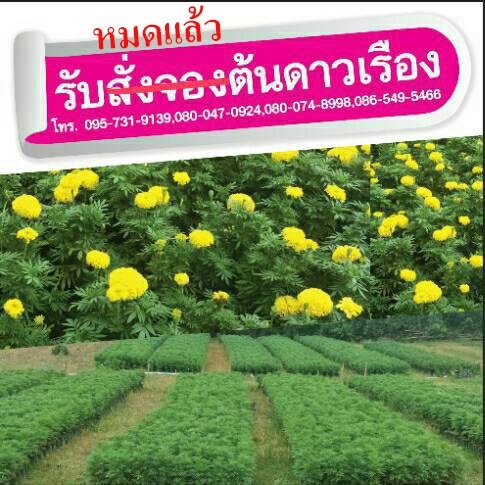 ต้นดาวเรือง หมดแล้ว | ซี เอส การ์เด้น - ธัญบุรี ปทุมธานี