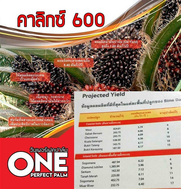 ปาล์มน้ำมัน คาลิกซ์600(calix600) | วันเพอร์เฟคปาล์ม - เมืองตรัง ตรัง