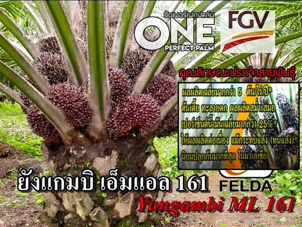 ปาล์มน้ำมัน ยังกัมบิML161 (Yangambi ml161)