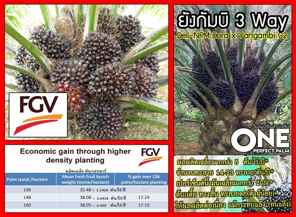 ปาล์มน้ำมัน ยังกัมบิ 3 สาย (ยังกัมบิ 3 Way ,Yangambi 3 Way) | วันเพอร์เฟคปาล์ม - เมืองตรัง ตรัง