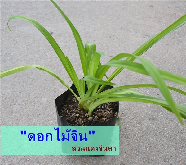 ดอกไม้จีน | สวนแดงจินดา -  เชียงใหม่