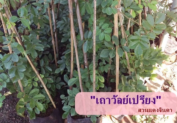 เถาวัลย์เปรียง | สวนแดงจินดา -  เชียงใหม่