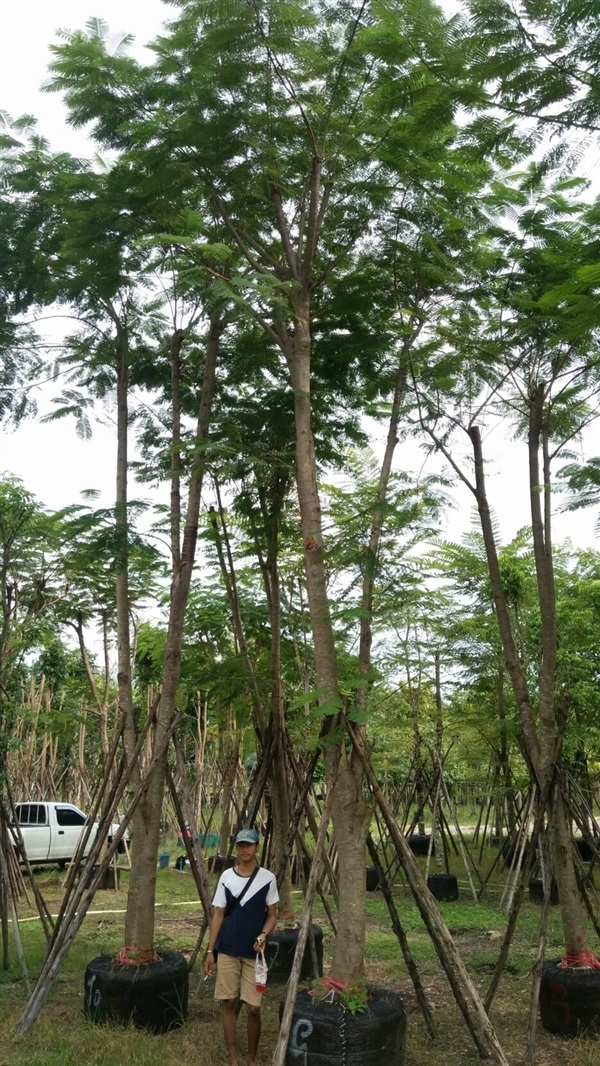 ขายต้นหางนกยูงฝรั่ง 9-10 นิ้ว สูง 6 เมตร | วุฒิไม้ล้อม - แก่งคอย สระบุรี