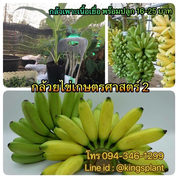 กล้วยไข่เกษตรศาสตร์2 ถาดหลุม  | กล้วยเพาะเนื้อเยื่อ พันธุ์ดีลูกดก - บรรพตพิสัย นครสวรรค์