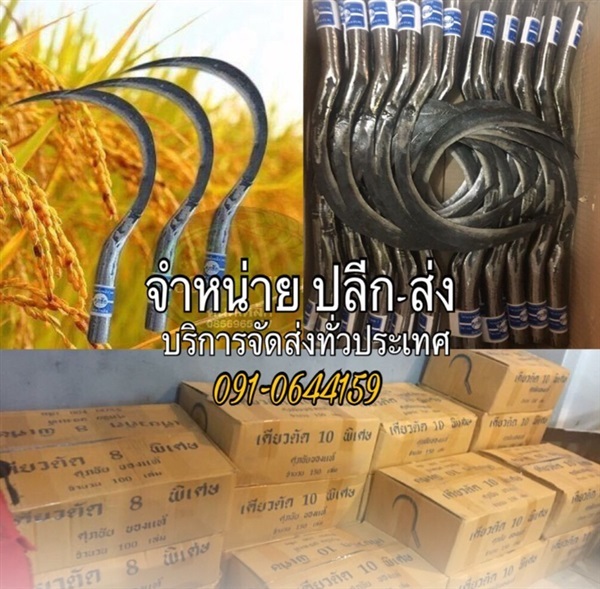 เคียวศุภชัย | รวมแบงค์การเกษตร - เมืองสกลนคร สกลนคร