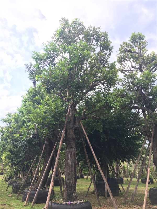 ต้นพยอม | สวนคนรักษ์ป่า - แก่งคอย สระบุรี