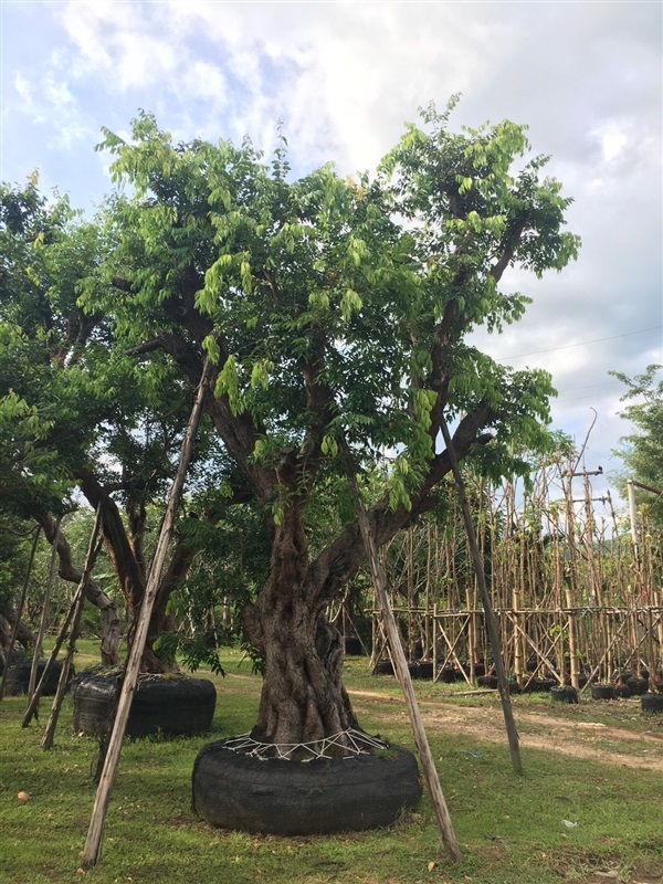 ต้นเสม็ด | สวนคนรักษ์ป่า - แก่งคอย สระบุรี