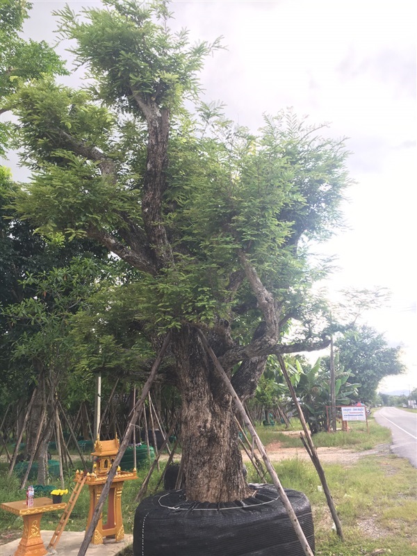 ต้นมะขาม | สวนคนรักษ์ป่า - แก่งคอย สระบุรี