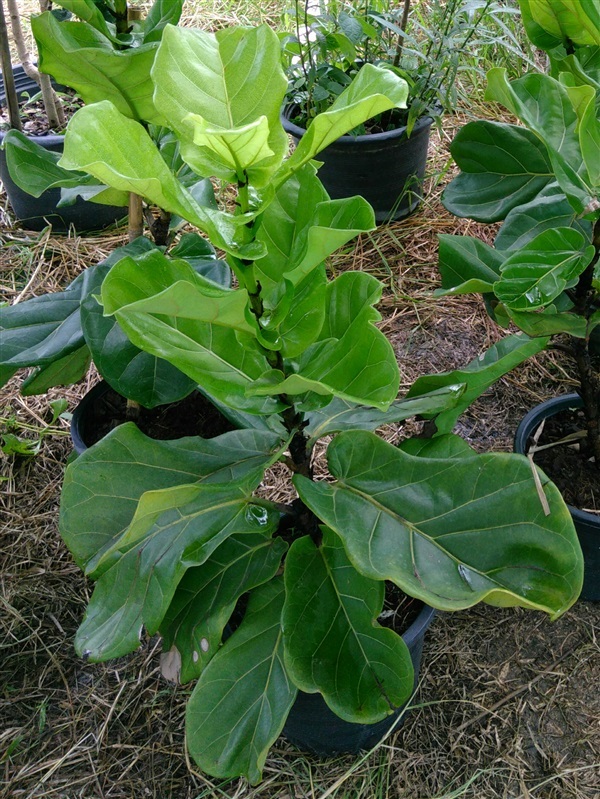 ต้นไทรใบสัก  ไทรใบซอ ไทรใบยอ หรือ  fiddle leaf fig tree | บ้านสวน การ์เด้น - บางแพ ราชบุรี