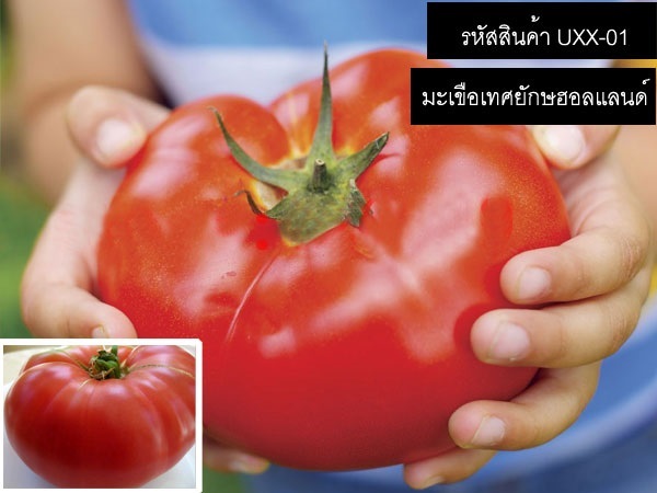 เมล็ดพันธุ์มะเขือเทศยักษ์ฮอลแลนด์ (จำหน่ายเมล็ดพันธุ์)