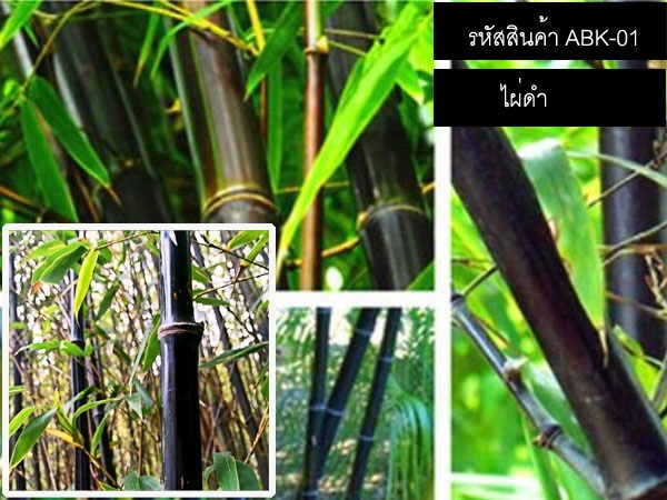 เมล็ดพันธุ์ไผ่ดำ (จำหน่ายเมล็ดพันธุ์นำเข้าคุณภาพดี) | thailandseedshop - เมืองสมุทรปราการ สมุทรปราการ