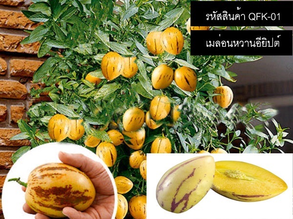 เมล็ดพันธุ์เมล่อนหวานอียิปต์ (จำหน่ายเมล็ดพันธุ์นำเข้าคุณภาพ | thailandseedshop - เมืองสมุทรปราการ สมุทรปราการ