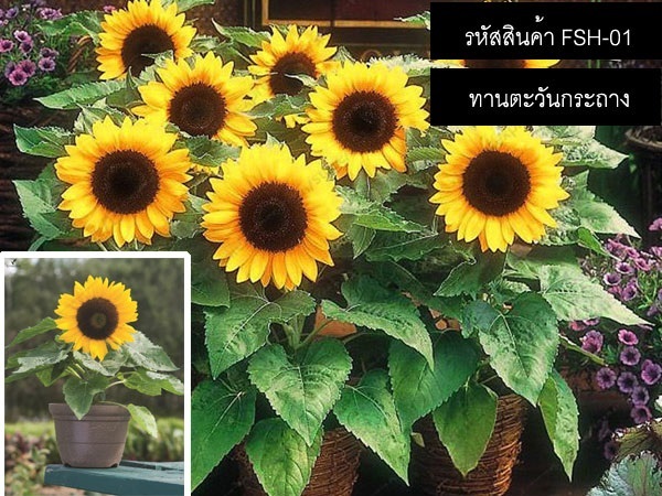 เมล็ดพันธุ์ทานตะวันกระถาง (จำหน่ายเมล็ดพันธุ์คุณภาพดี) | thailandseedshop - เมืองสมุทรปราการ สมุทรปราการ