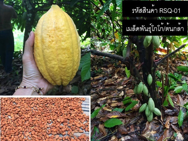 เมล็ดพันธุ์โกโก้และต้นกล้าโกโก้ (จำหน่ายเมล็ดพันธุ์คุณภาพดี) | thailandseedshop - เมืองสมุทรปราการ สมุทรปราการ