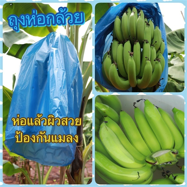 ถุงห่อกล้วยสีฟ้า | PlantarLAB - เมืองนครนายก นครนายก