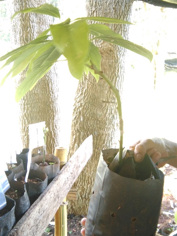 ต้นกล้าอะโวคาโด พันธุ์แฮส | สวนสายทอง - พบพระ ตาก