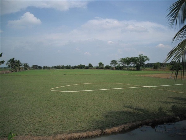  หญ้า ขายหญ้าทุกชนิด รับทำสนามหญ้า ทุกชนิด ส่งทั่วประเทศ | ปิยพัทธ์หญ้าจัดสวน -  กรุงเทพมหานคร